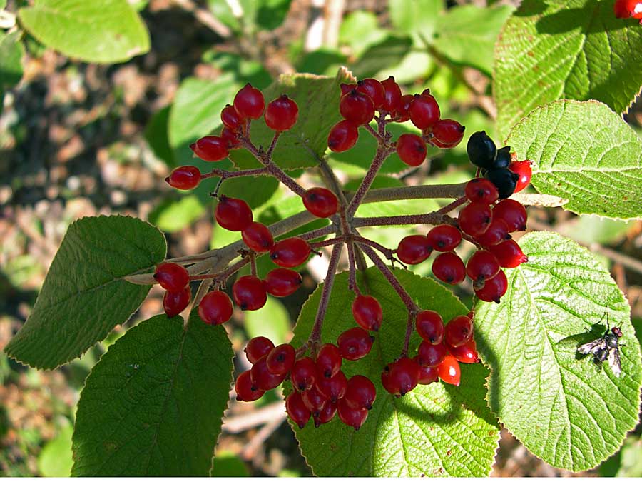 Bacche di? Viburnum lantana